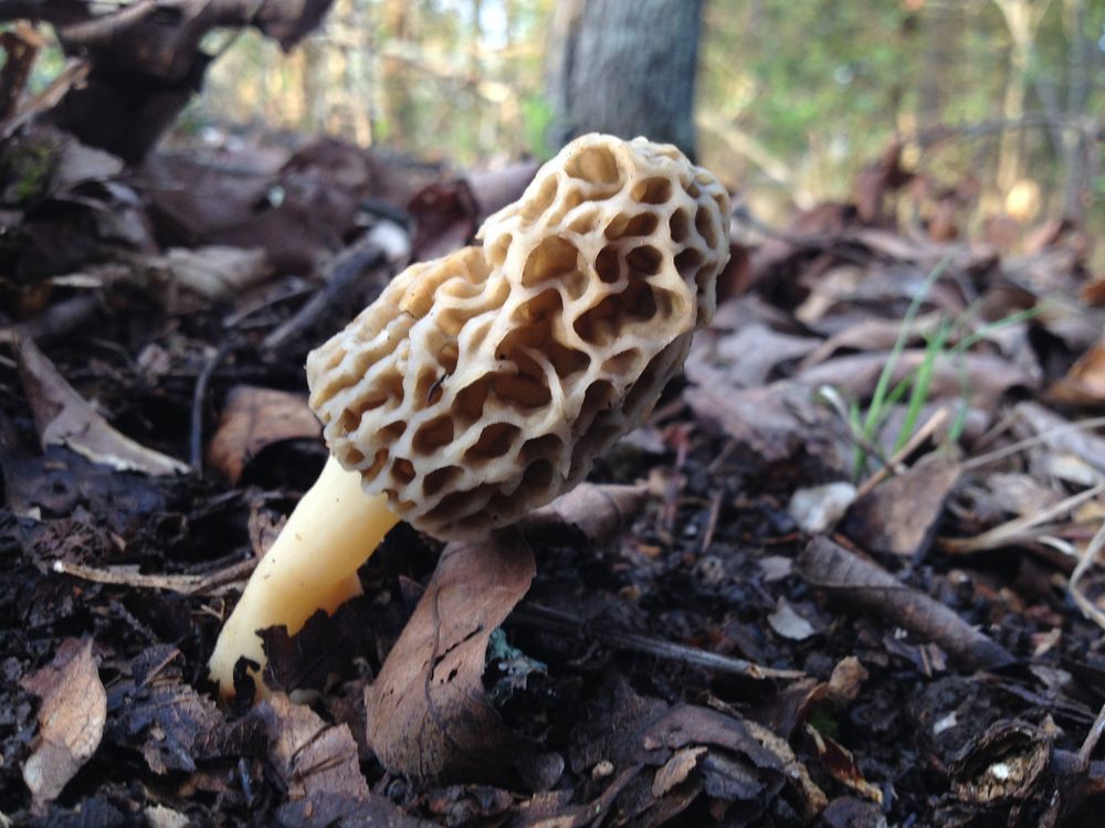 Morel Mushrooms