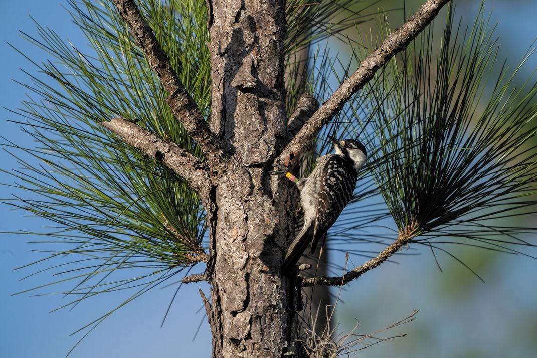 a woodpecker forages