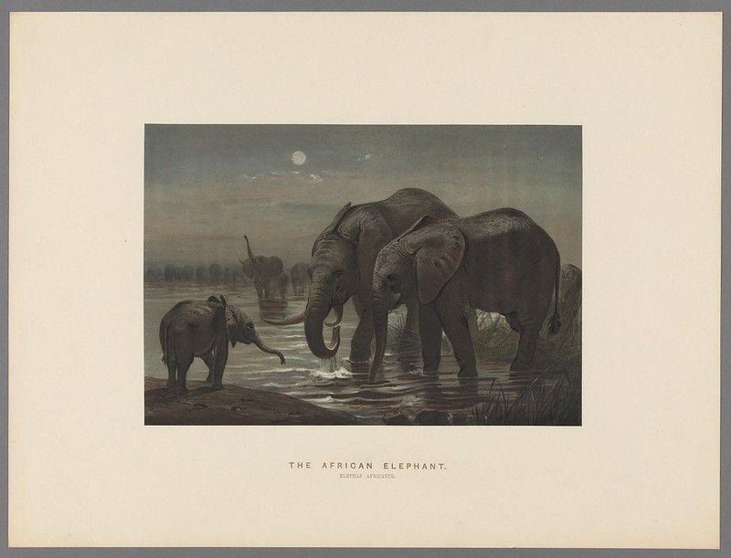 African Elephants