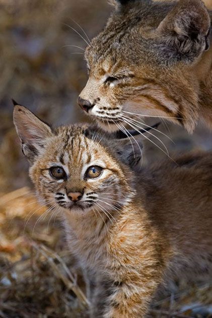 bobcat kitten