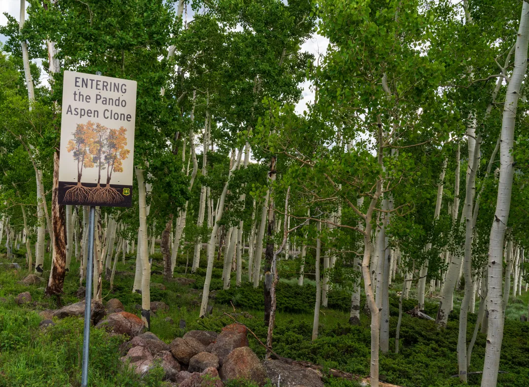 The World's Largest Tree Is Ready for Its Close-Up