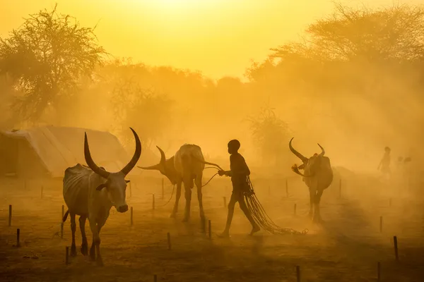 Mundari Golden Hour thumbnail