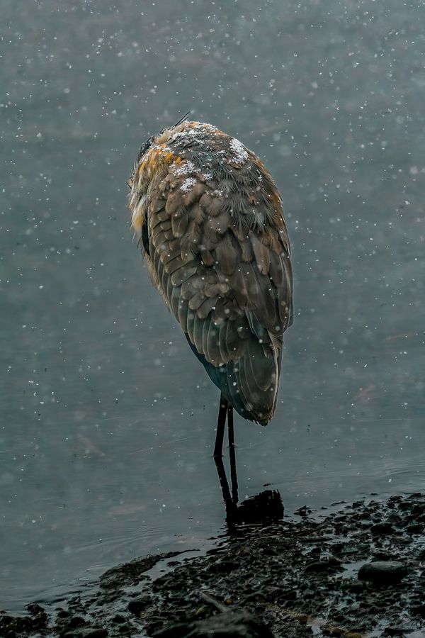 Great Blue Heron in a Snow Storm thumbnail