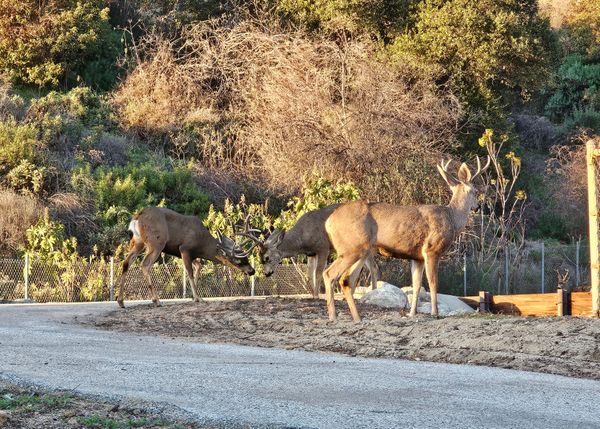 Young bucks playing deer games thumbnail