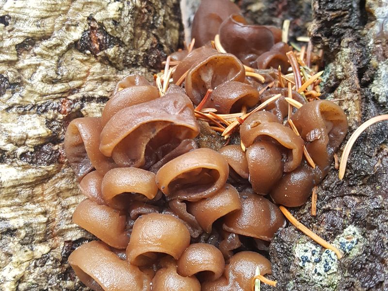 Witch's Butter Smithsonian Photo Contest Smithsonian Magazine