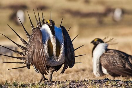 A male greater sage-grouse dances for a female.