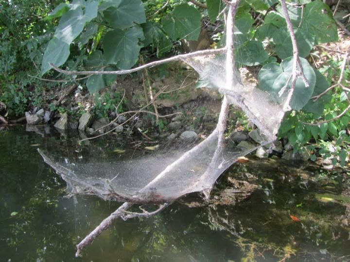 Hurricanes Are Making This Spider Species More Aggressive