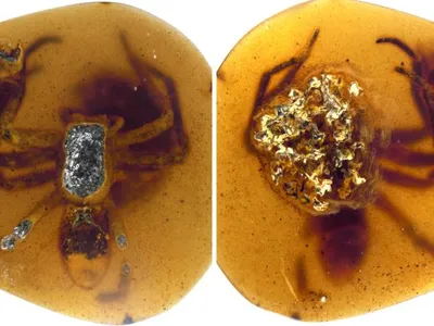 In one piece of fossilized amber, a female spider was astonishingly preserved, clutching an egg sac filled with spiderling embryos nearly ready to hatch.

&nbsp;