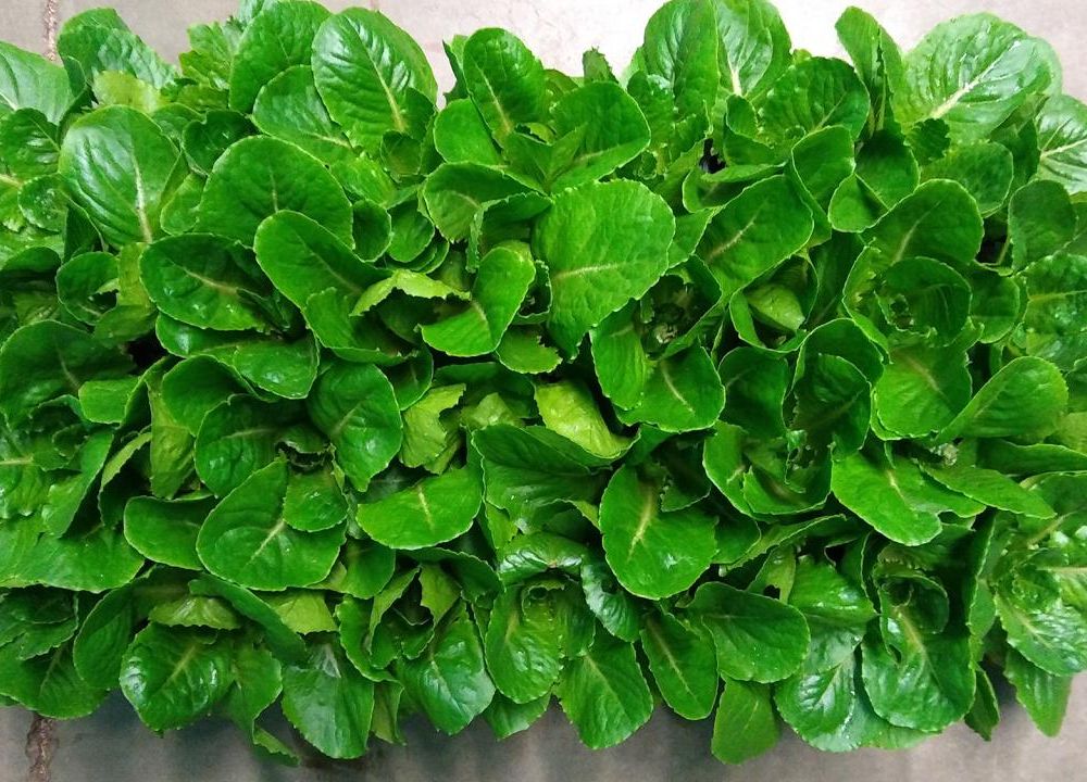 An image of bright green lettuce