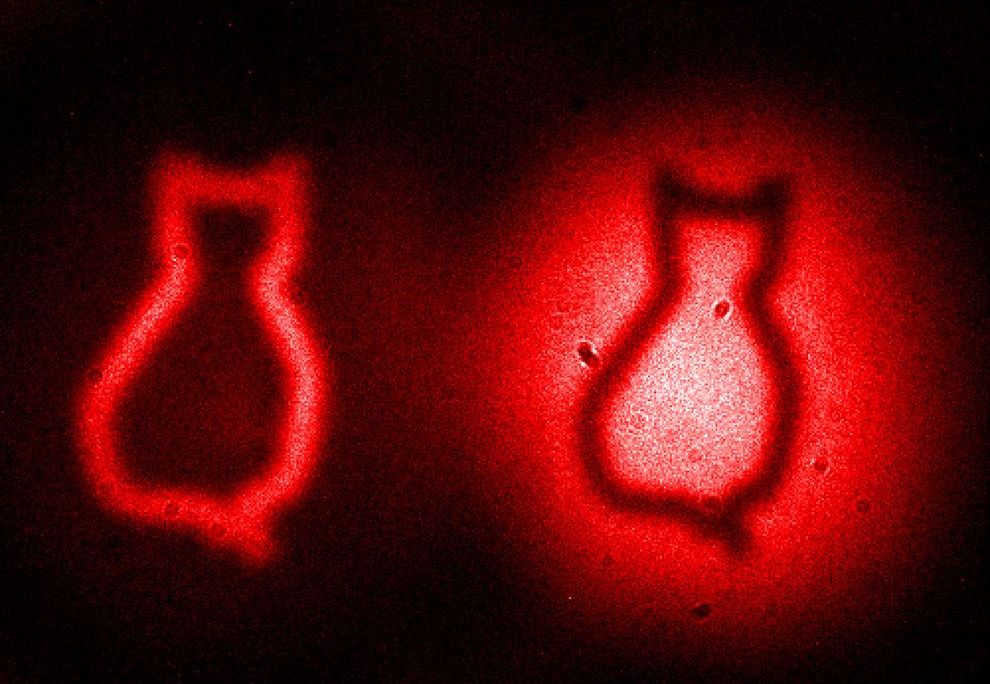 quantum cats