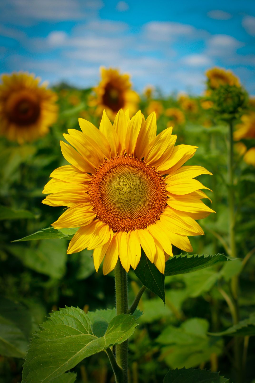 Field of sunflowers in Minnesota Smithsonian Photo Contest