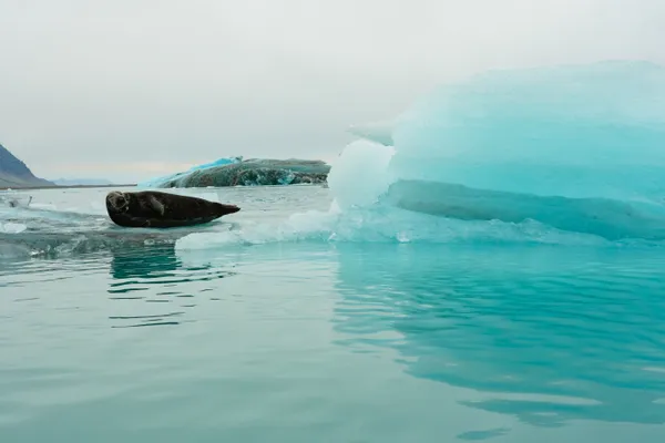 Harbor Seal at Jökulsárlón Glacier Lagoon thumbnail