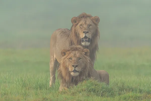 ETHEREAL FOGGY MORNING thumbnail