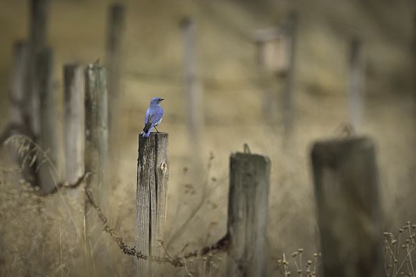 Bluebird on Fence thumbnail