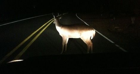 Deer in headlights