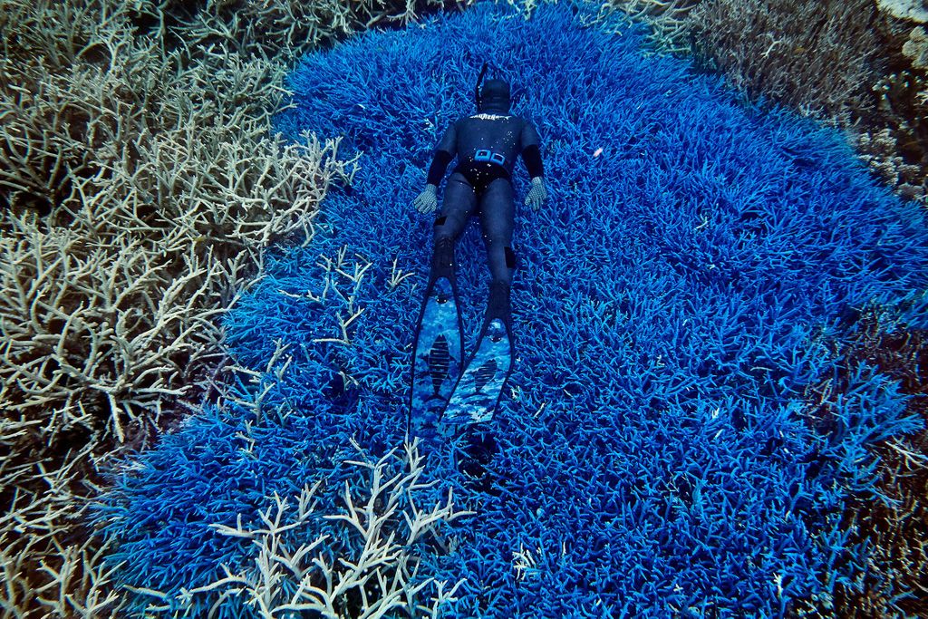 Reef Diver