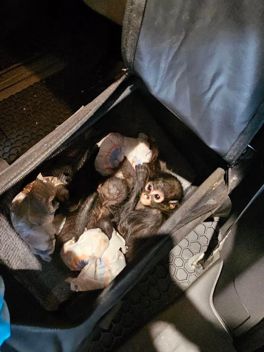 spider monkey babies in a duffel bag