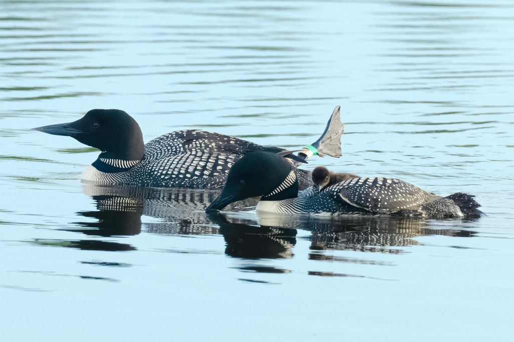 a pair of common loons, one carrying a chick on its back and the other with one leg sticking up, float in the water