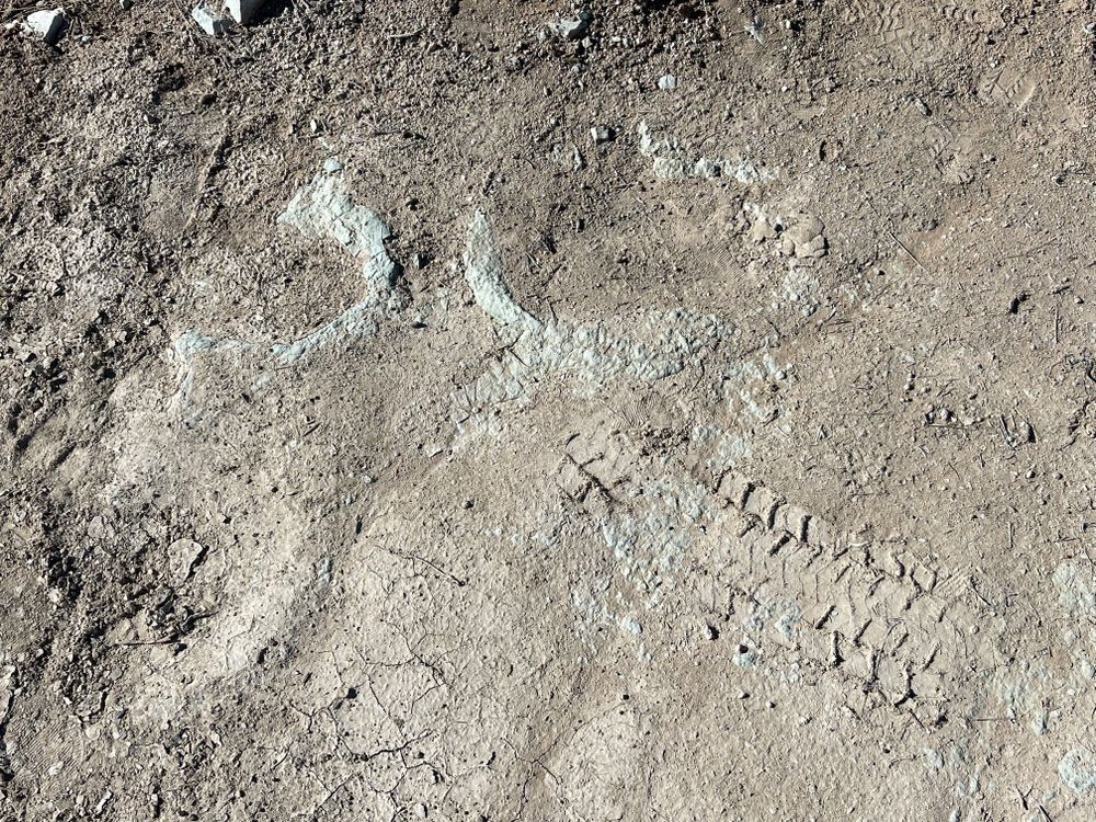An image of dinosaur tracks at the Mill Canyon Tracksite with vehicle tracks running through them