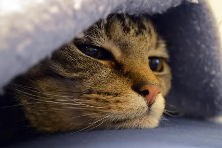 The patient, in a rare moment of calm.