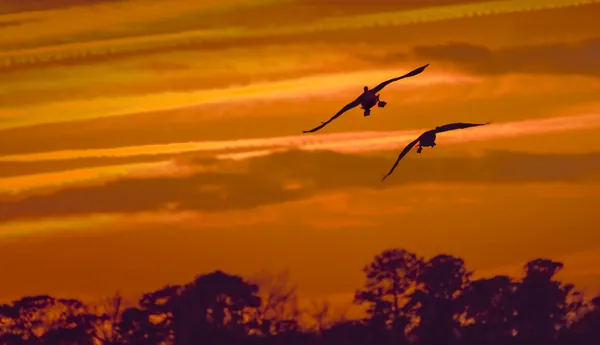 Flaps Down thumbnail