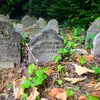 Why the World's First Pet Cemetery Was Revolutionary icon