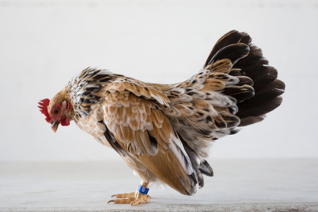 Chicken