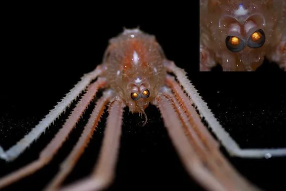 Gastroptychus spinifer is capable of seeing UV light, researchers discovered.