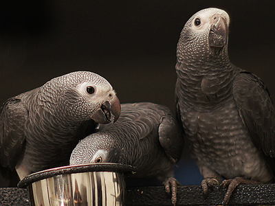 African grey parrots are highly social, and may benefit from establishing reputations for generosity.