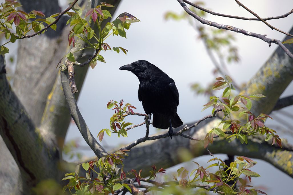 A black crow sits on the branch of a walnut tree