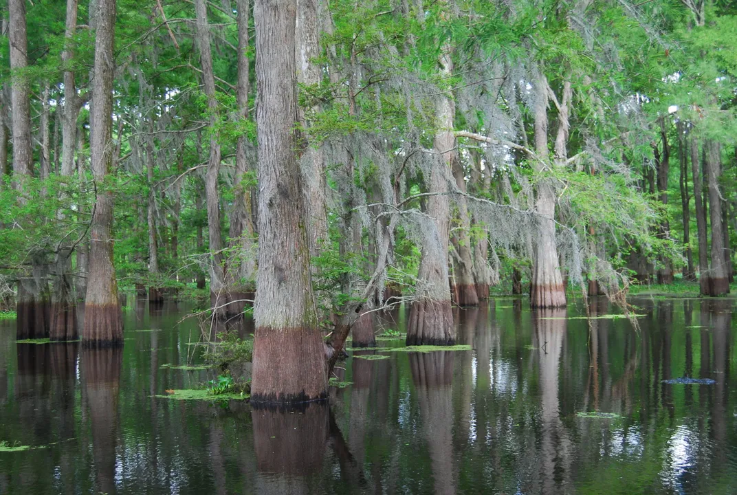 Explore Louisiana's Most Stunning State Parks