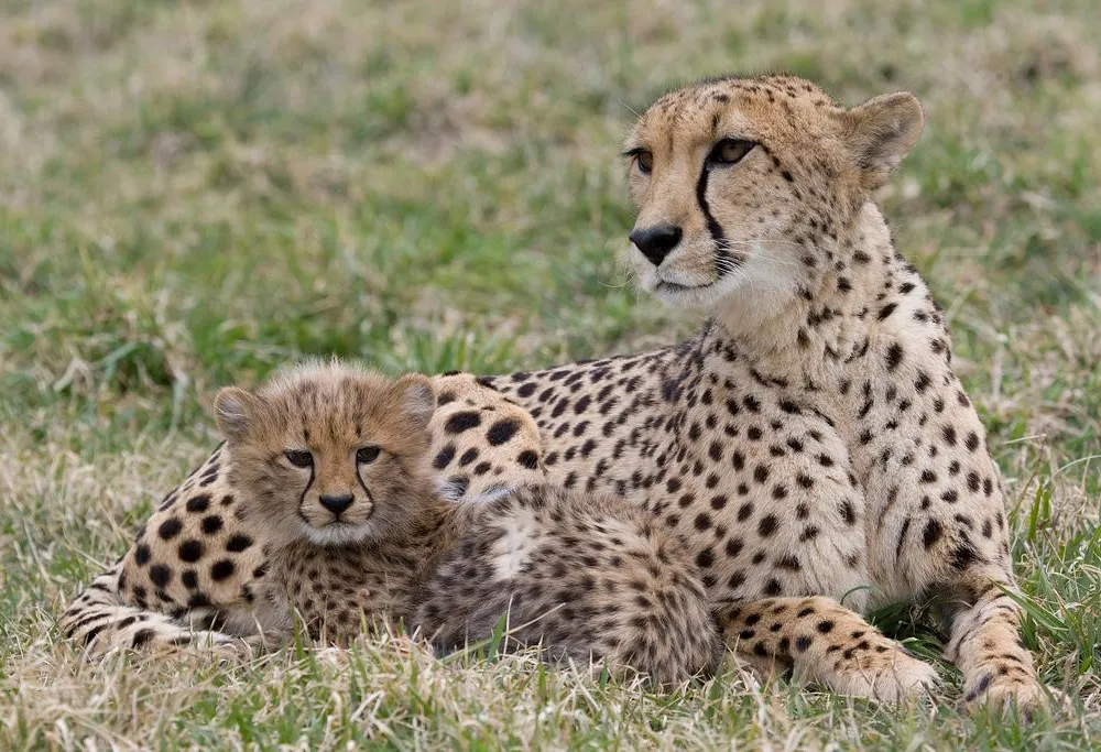 Cheetahs