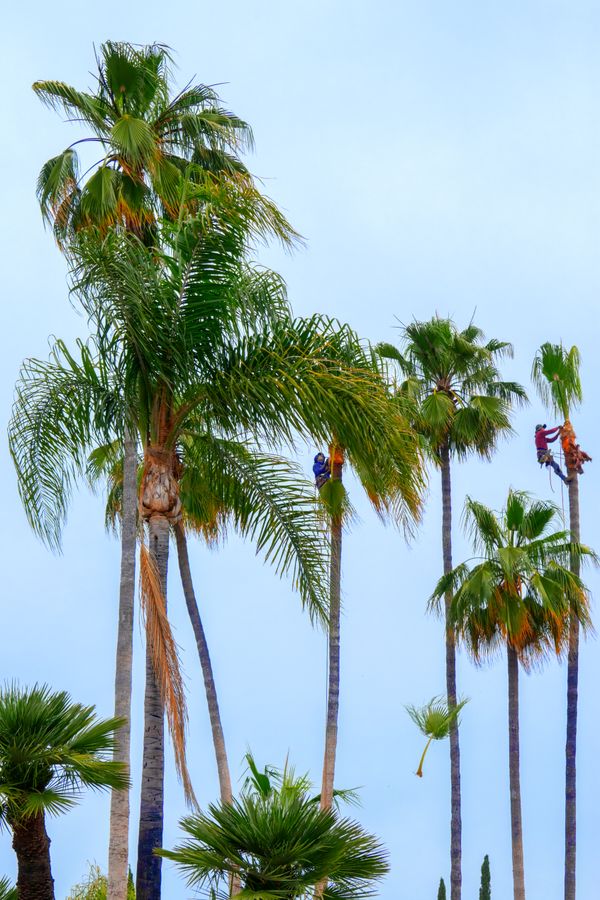 Palm tree trimmers doing dangerous work in Southern California, land of the ubiquitous palm. thumbnail