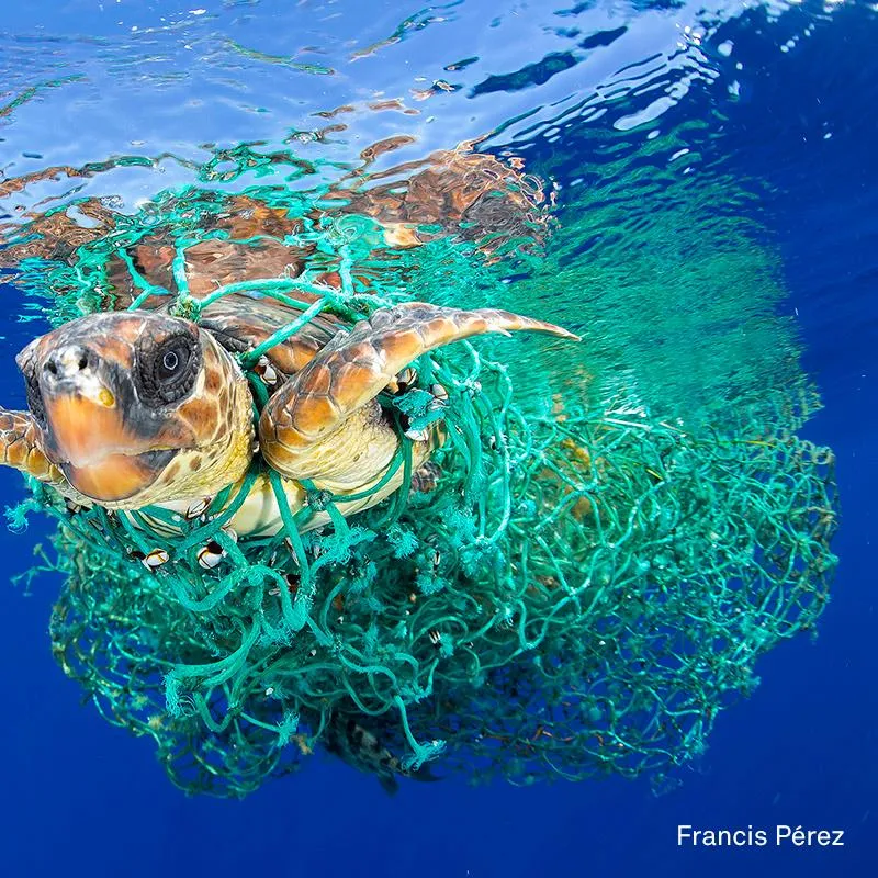 Fishing Nets Sea Turtles Loggerhead Escapes From Fishing Net