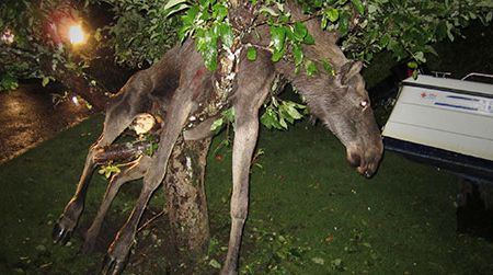 The moose likely got drunk eating apples fermenting on the ground.