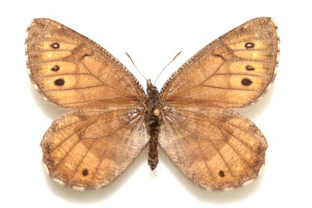 The dorsal side of Oneis tanana, which could be the only butterfly species endemic to the Alaskan Arctic. 