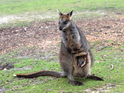 Swamp wallabies can nourish three separate offspring at once: an older joey that's left the pouch, a young one nursing inside of it, and an embryo that has yet to be born.