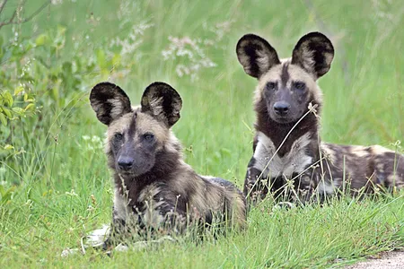 African wild dogs might use facial expressions to communicate with each other as they hunt in packs on the savanna.