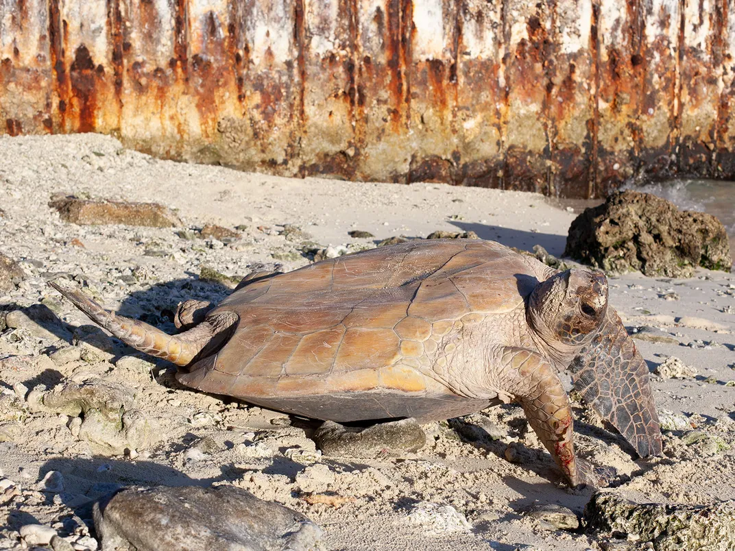 Hawaiian Green Sea Turtle Flipped Over