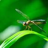 14 Fun Facts About Dragonflies icon