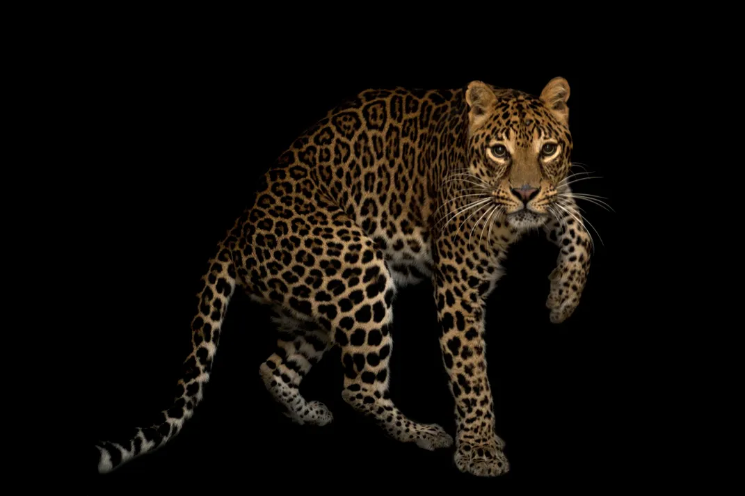 a leopard turns toward the camera, one paw up, making eye contact