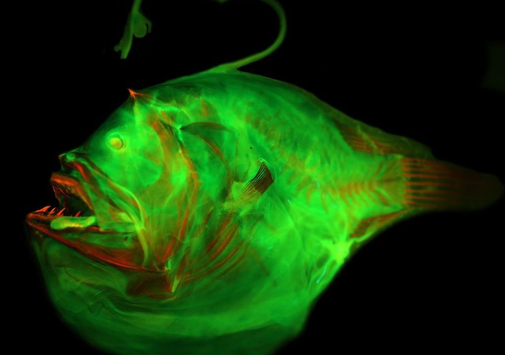 fish with luminant lure DUNKTEAM Deep Drop Underwater Fishing Light, Eye Lighted Bait, Deep Sea LED Fishing Lures Kit, Underwater Flasher Lures 5PCS : Sports & Outdoors Brads ThinFish were designed to imitate baitfish with a deep body design in colorful patterns The Mirror Image Shad is