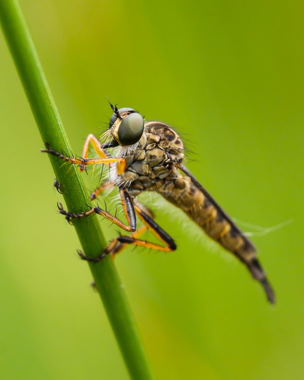 Robber Fly on the Reeds thumbnail