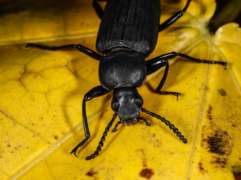 Darkling Beetle Smithsonian Photo Contest Smithsonian Magazine