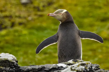 After female penguins lay eggs, parents take turns warming the nest during the roughly 43-day incubation period.