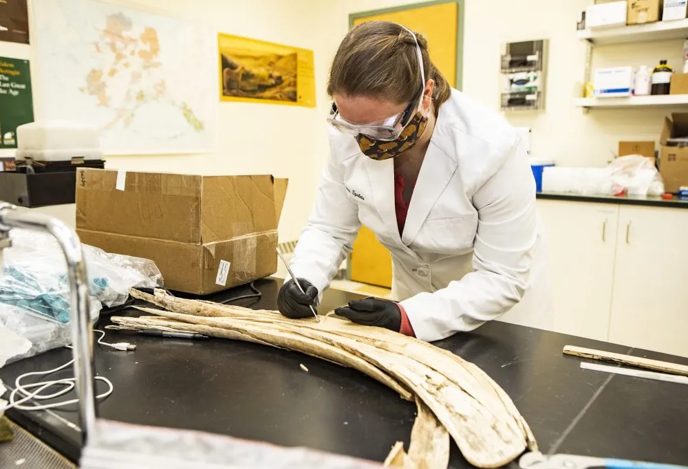 Researcher in white lab coat working on half of a tusk