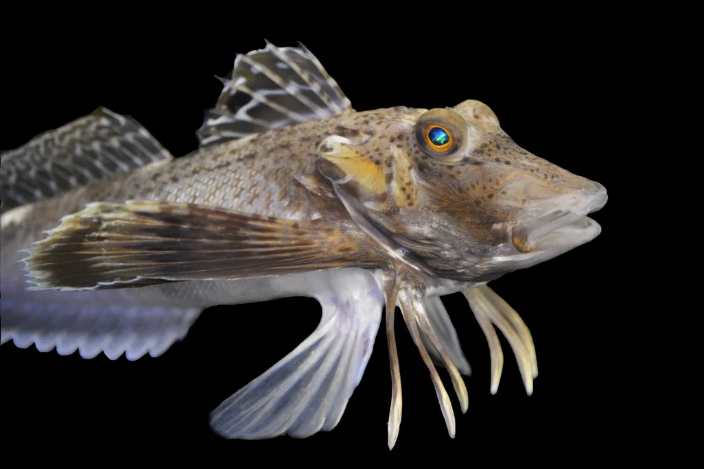 Fish with feathery fins and little legs against a black backdrop