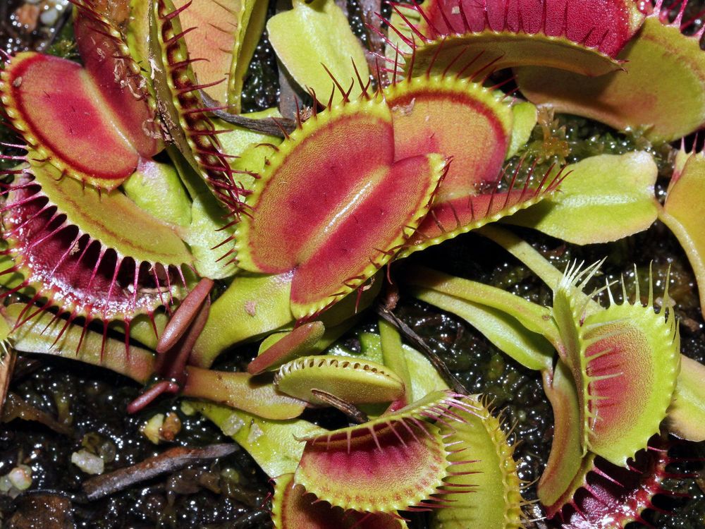 Venus flytrap