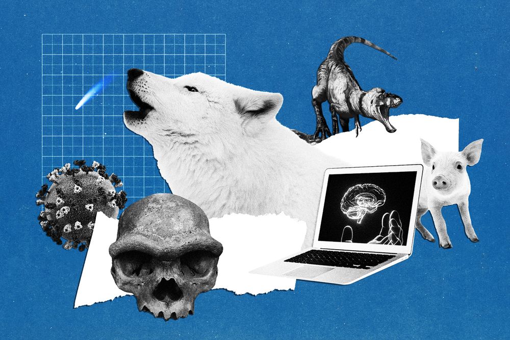 on a blue background, a collage: comet on a grid, measles virus, dire wolf, human skull, dinosaur, pig and a computer screen with a brain and a hand