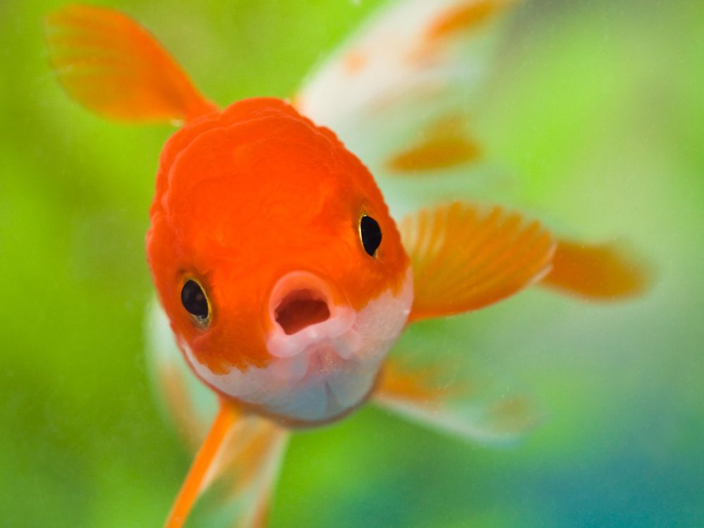 pet goldfish